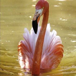 Meet your Posher, Phyllis